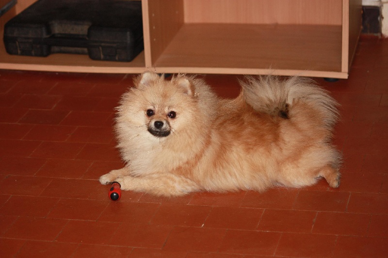 Enzy De Djerambar