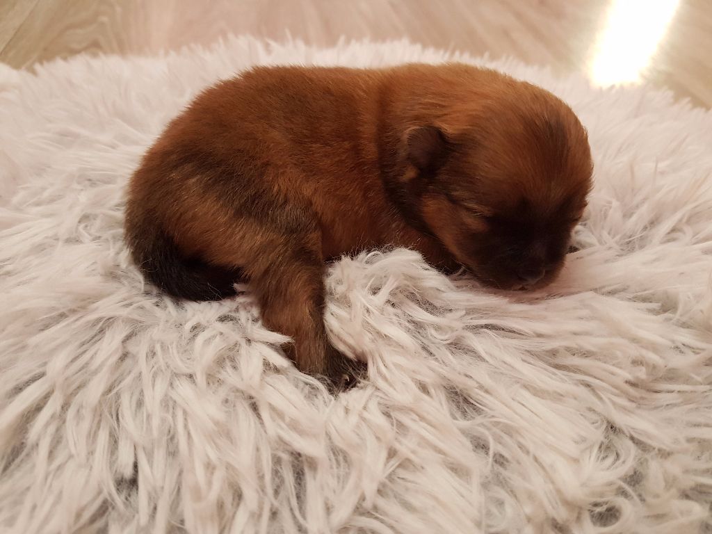 de nouveaux bébés ont pointé leur petit museau