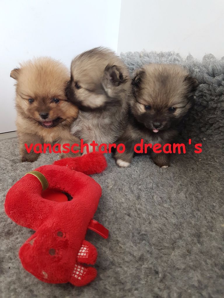 Chiot Spitz allemand Vanaschtaro Dream's