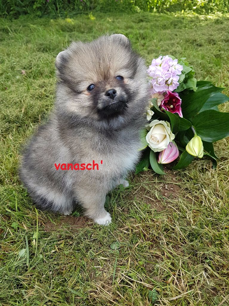 Vanaschtaro Dream's - Chiots disponibles - Spitz allemand