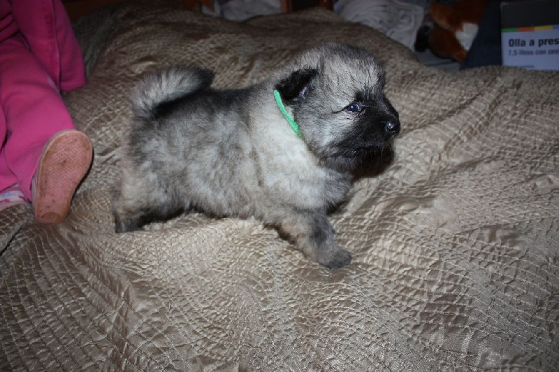 Vanaschtaro Dream's - Spitz allemand - Portée née le 29/04/2014